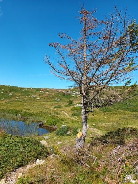 Arbre mutilé pour feu © PNE